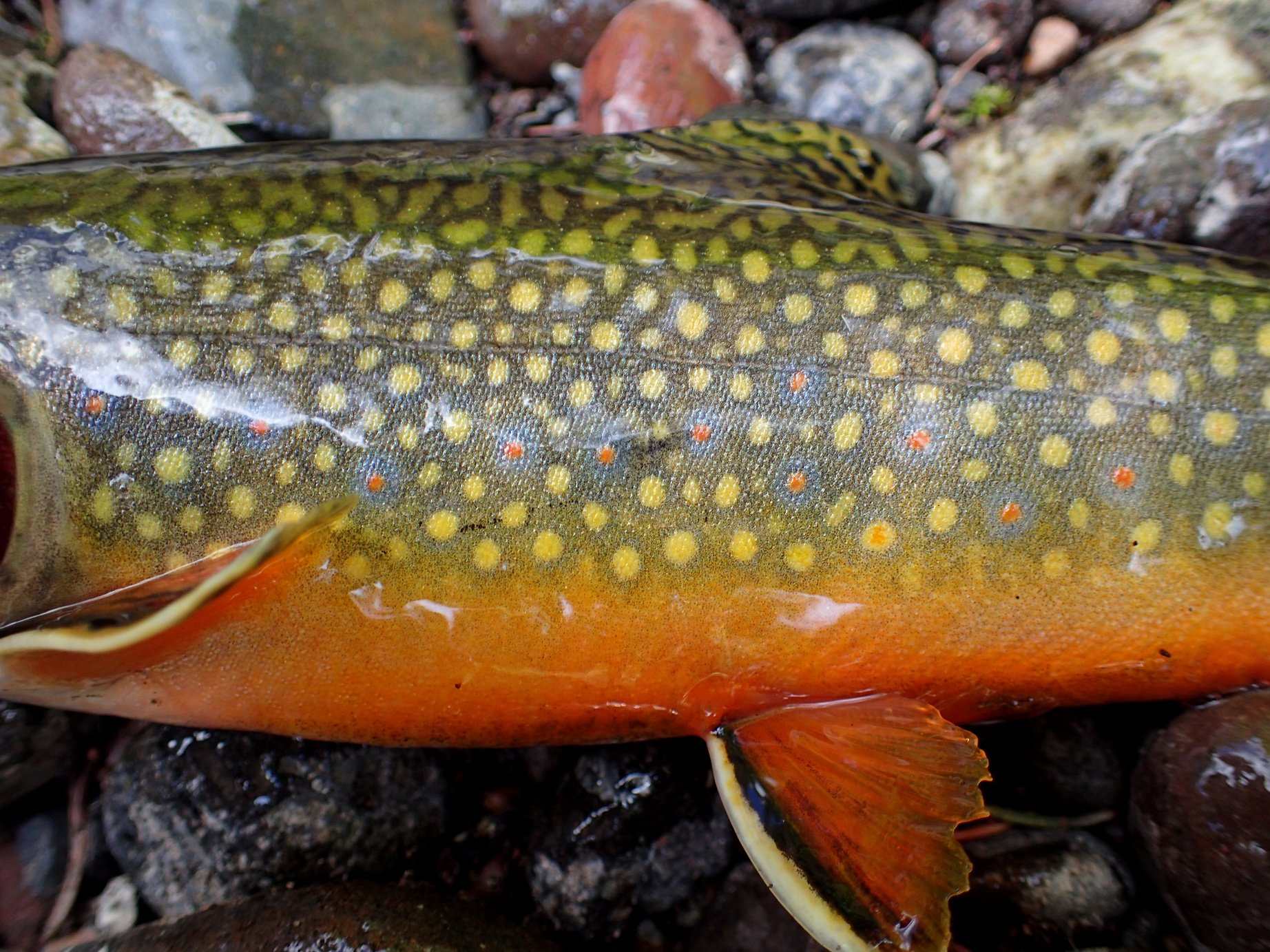 Brook Trout